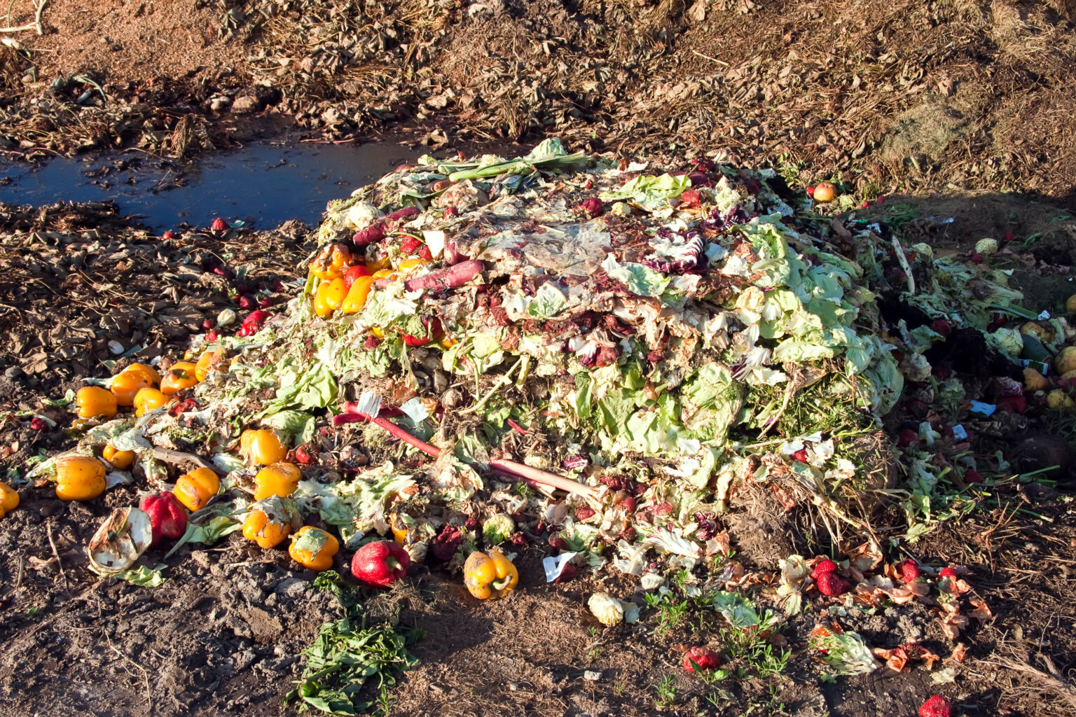 Composting Services in Baltimore, Maryland
